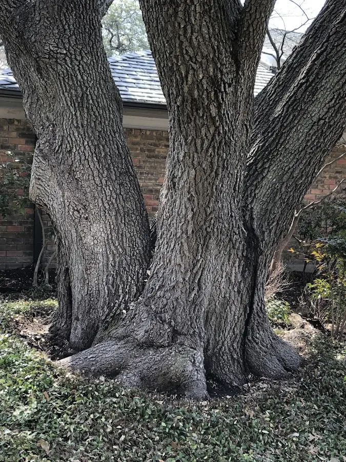 Mature heritage tree close to a Flemington property cared for by certified arborists